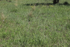Afrosciadium platycarpum (Afrosciadium platycarpum)