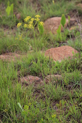 Afrosciadium platycarpum (Afrosciadium platycarpum)