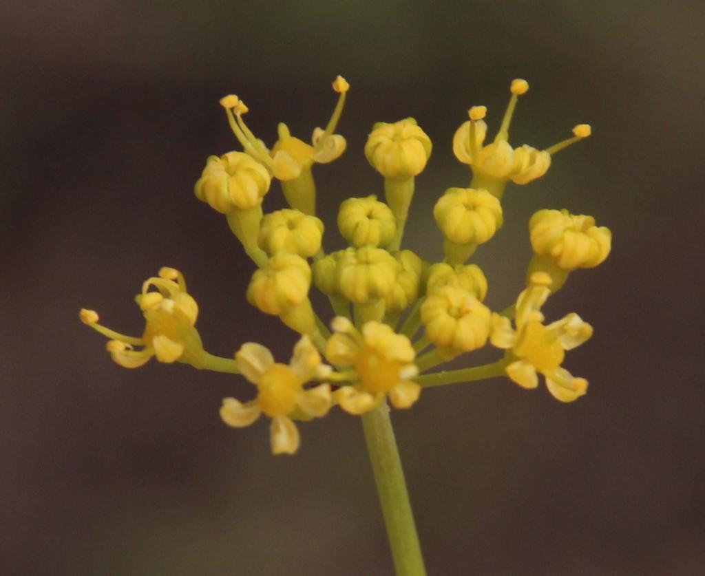 Afrosciadium platycarpum (Afrosciadium platycarpum)