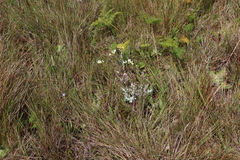 Afrosciadium rhodesicum (Afrosciadium rhodesicum)
