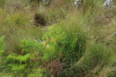Afrosciadium rhodesicum (Afrosciadium rhodesicum)