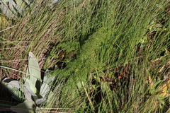Afrosciadium rhodesicum (Afrosciadium rhodesicum)