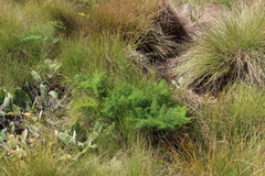 Afrosciadium rhodesicum (Afrosciadium rhodesicum)
