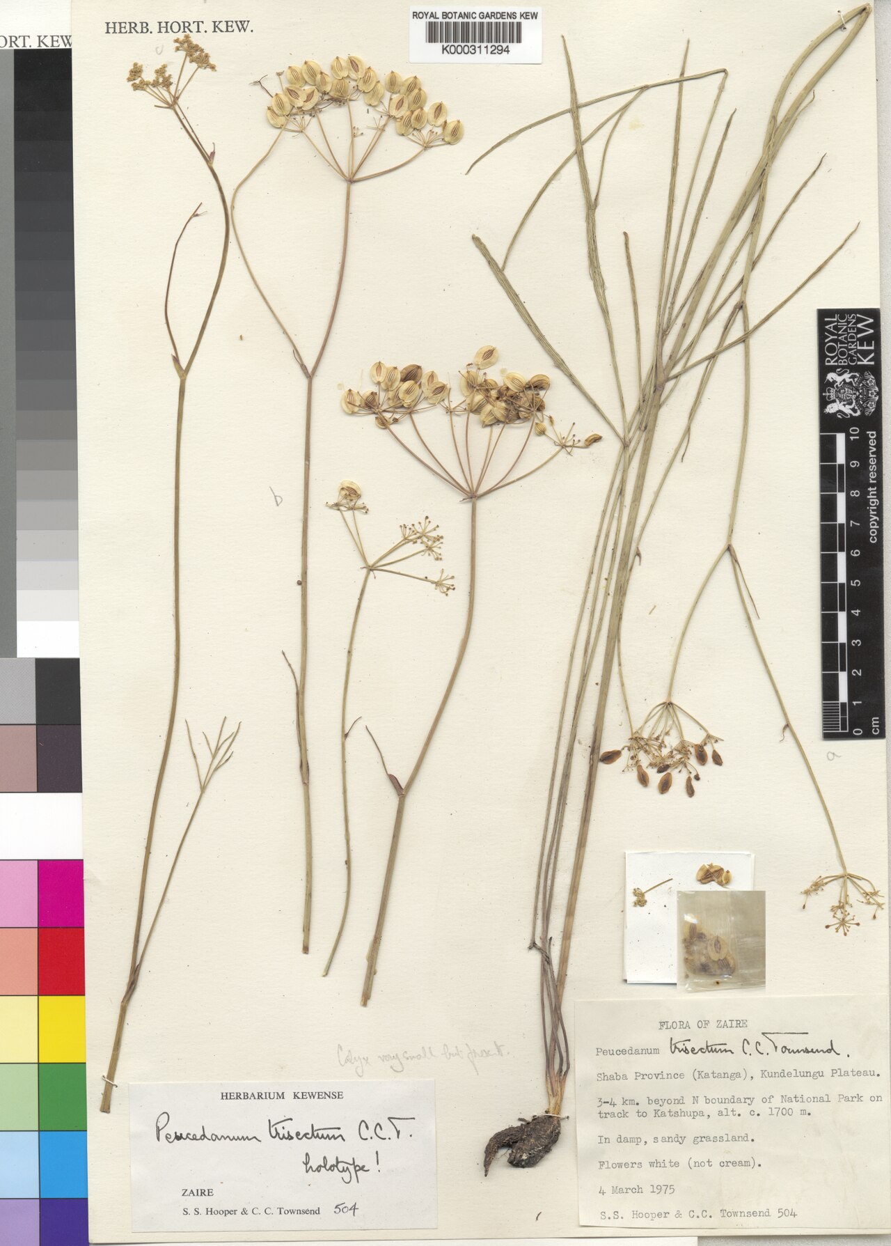 Afrosciadium trisectum: Species: Afrosciadium trisectum (previously Peucedanum trisectum) Collected: 4 March 1975 Location: Kundelungu Plateau, Democratic Republic of the Congo Elevati