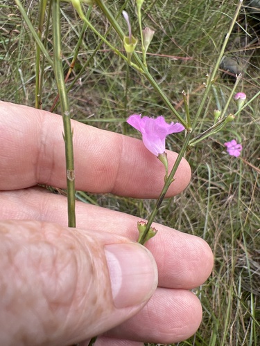 Scaleleaf false foxglove (Agalinis aphylla)