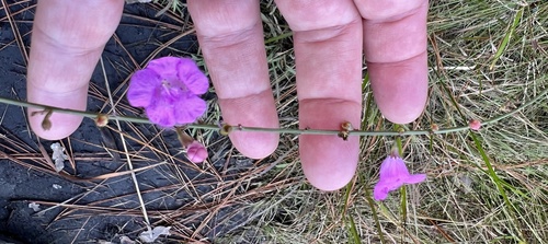 Scaleleaf false foxglove (Agalinis aphylla)