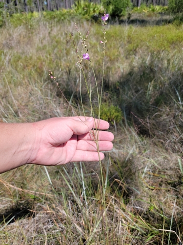 Scaleleaf false foxglove (Agalinis aphylla)