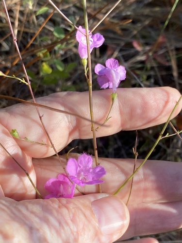 Scaleleaf false foxglove (Agalinis aphylla)