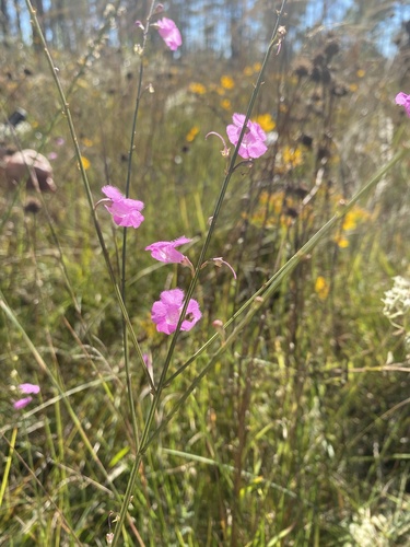 Scaleleaf false foxglove (Agalinis aphylla)