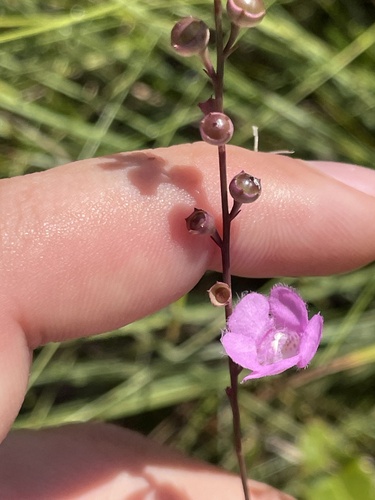 Scaleleaf false foxglove (Agalinis aphylla)