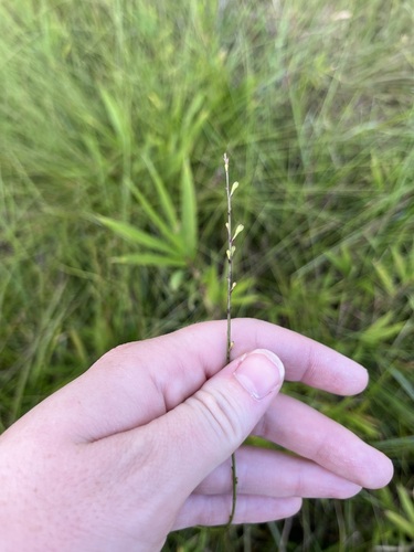 Scaleleaf false foxglove (Agalinis aphylla)