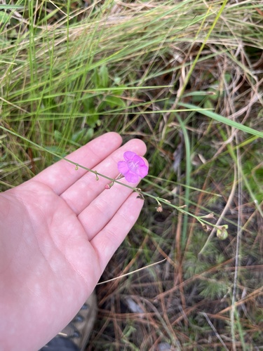Scaleleaf false foxglove (Agalinis aphylla)