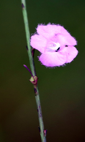 Scaleleaf false foxglove (Agalinis aphylla)