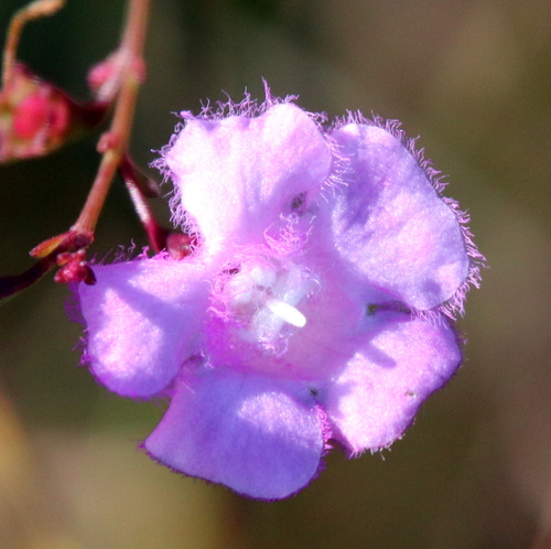 Scaleleaf false foxglove (Agalinis aphylla)