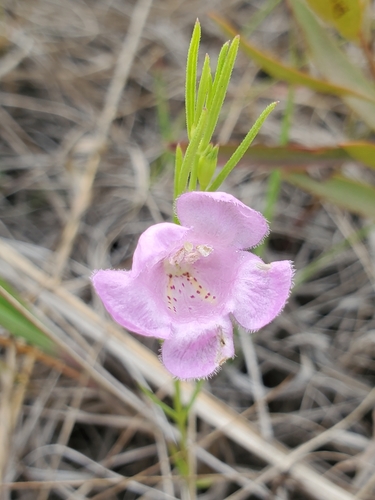 Tall false foxglove (Agalinis aspera)