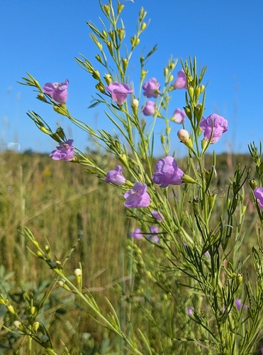 Tall false foxglove (Agalinis aspera)