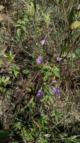 Tall false foxglove (Agalinis aspera)