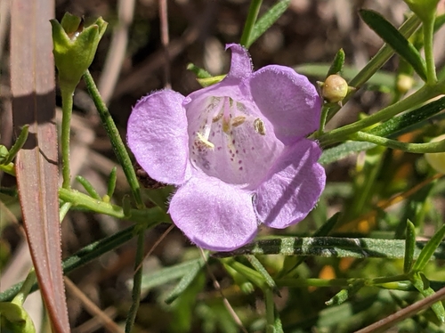 Tall false foxglove (Agalinis aspera)