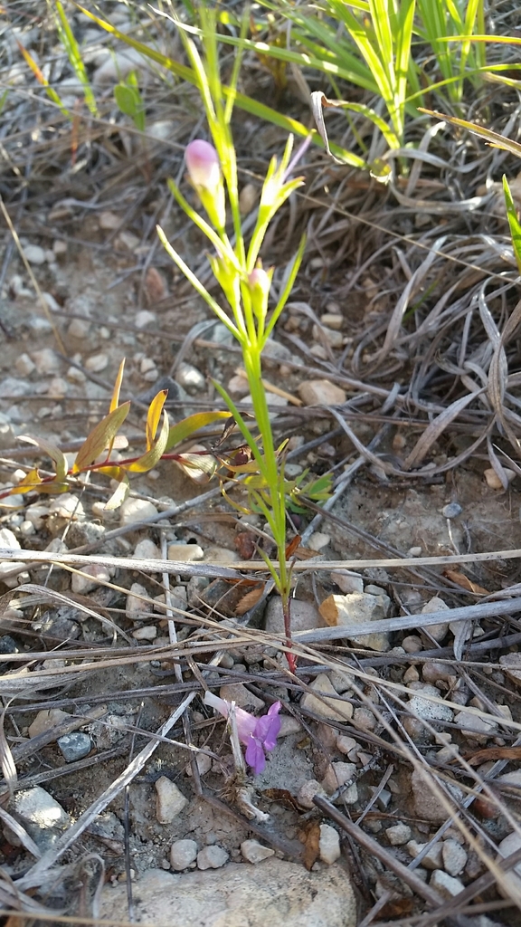 Tall false foxglove (Agalinis aspera)
