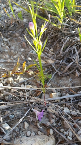 Tall false foxglove (Agalinis aspera)