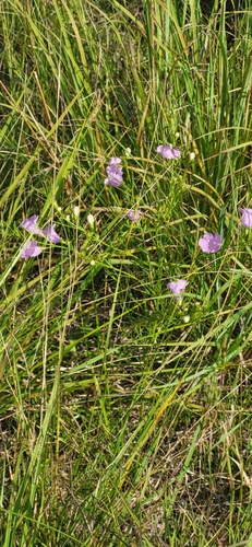 Tall false foxglove (Agalinis aspera)