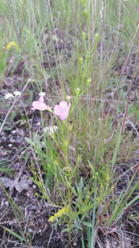 Tall false foxglove (Agalinis aspera)