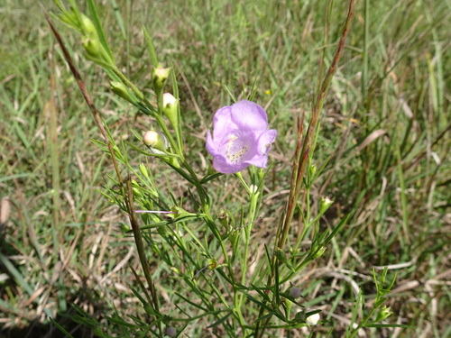 Tall false foxglove (Agalinis aspera)
