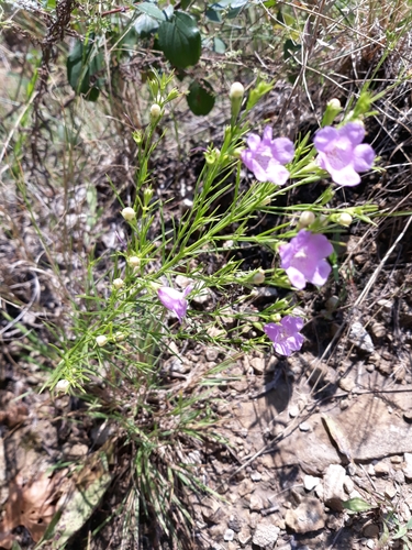 Tall false foxglove (Agalinis aspera)