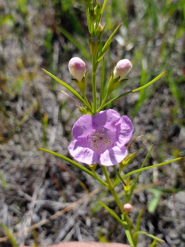 Tall false foxglove (Agalinis aspera)