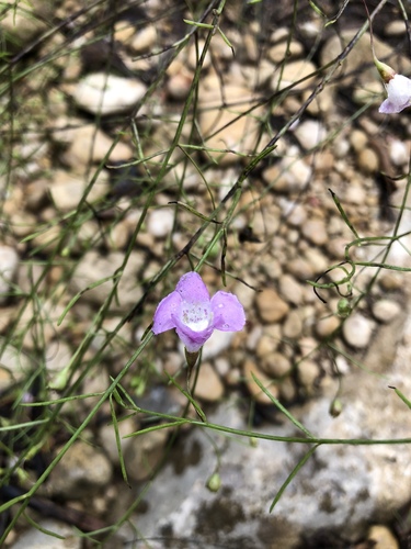 Plateau false foxglove (Agalinis edwardsiana)