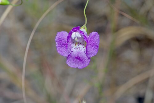 Plateau false foxglove: Agalinis edwardsiana growing on the Edwards Plateau near Austin Texas