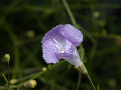 Plateau false foxglove (Agalinis edwardsiana)