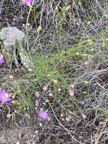 Plateau false foxglove (Agalinis edwardsiana)
