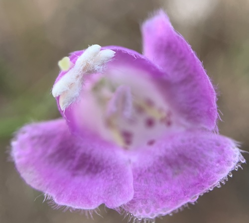 Plateau false foxglove (Agalinis edwardsiana)