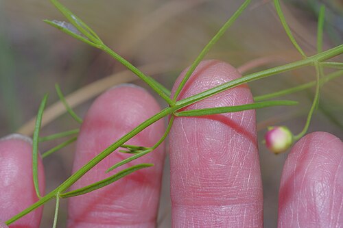 Plateau false foxglove: Agalinis edwardsiana growing on the Edwards Plateau near Austin Texas