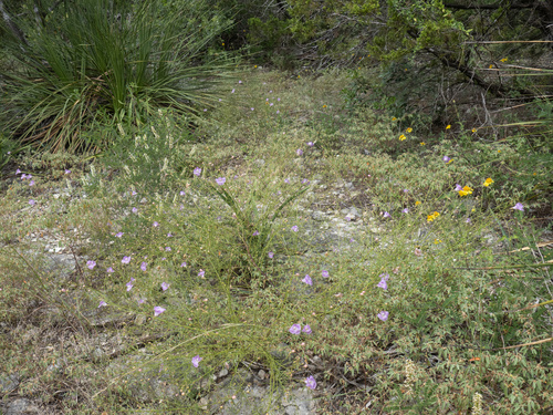 Plateau false foxglove (Agalinis edwardsiana)