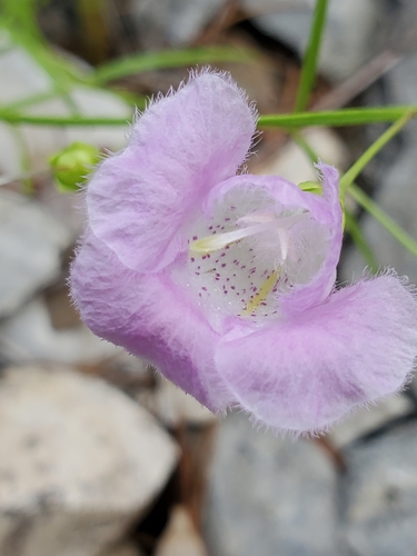 Plateau false foxglove (Agalinis edwardsiana)