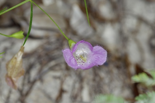 Plateau false foxglove (Agalinis edwardsiana)