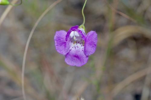 Plateau false foxglove (Agalinis edwardsiana)