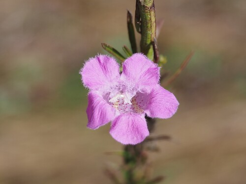 Beach false foxglove (Agalinis fasciculata)