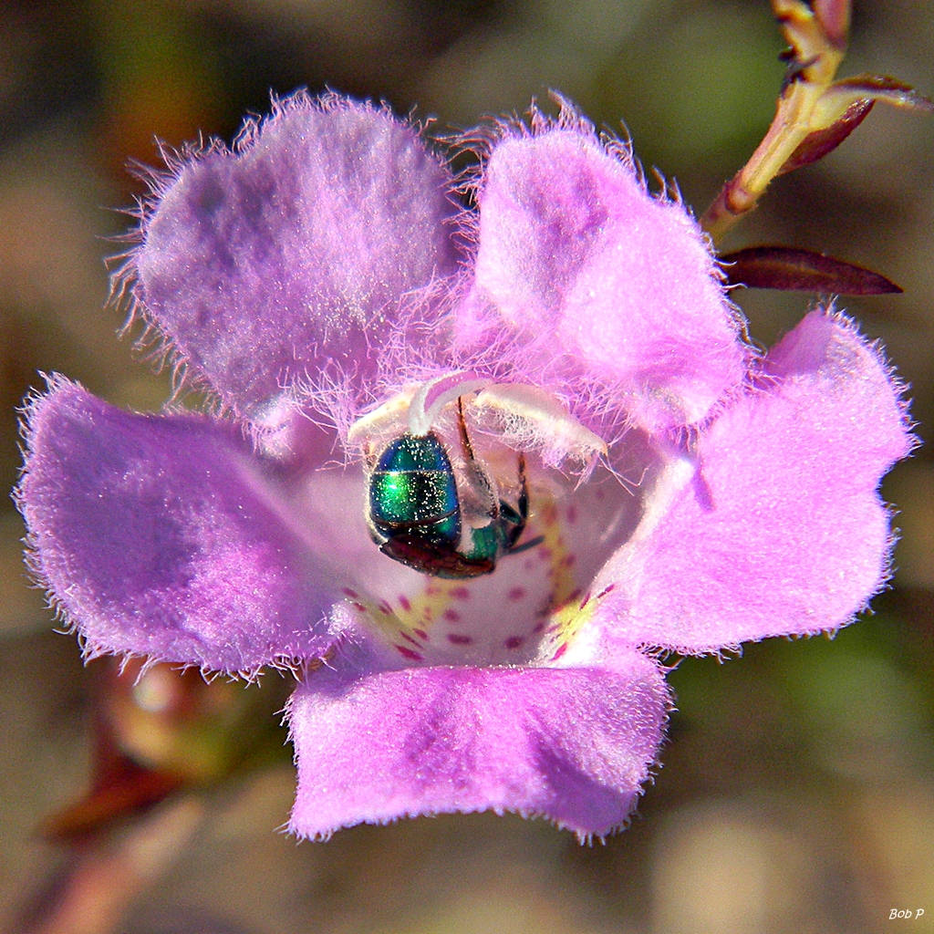 Beach false foxglove: A metallic blue halictid bee, abdomen dusted with white pollen, explores a false foxglove near the willow marsh at Juno Dunes Natural Area (north), Palm Beach C