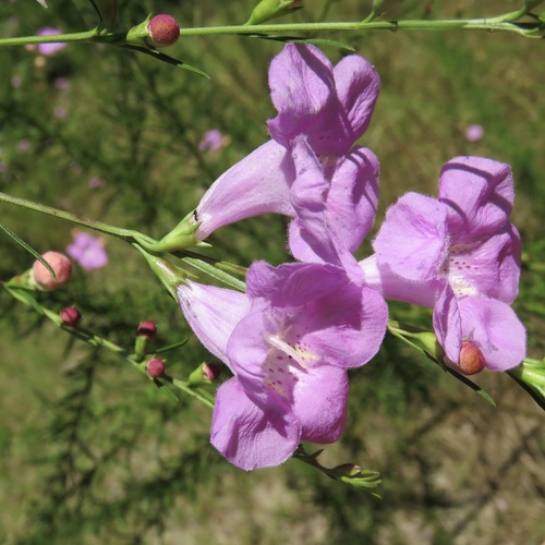 Beach false foxglove (Agalinis fasciculata)