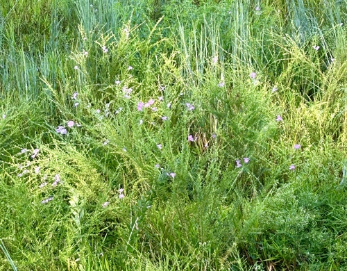 Beach false foxglove (Agalinis fasciculata)
