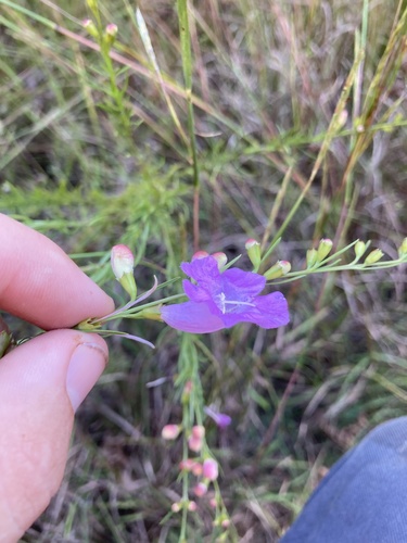 Beach false foxglove (Agalinis fasciculata)
