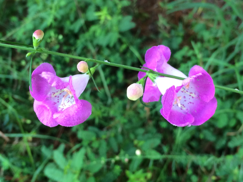 Beach false foxglove (Agalinis fasciculata)