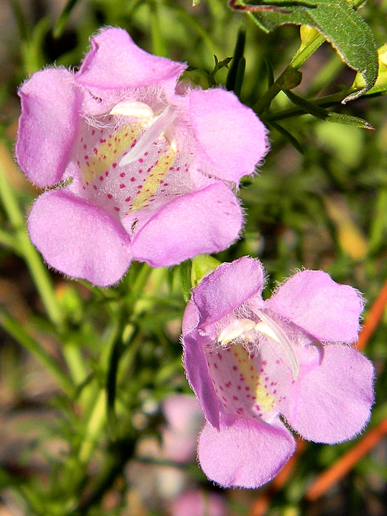 Beach false foxglove: Agalinis (false foxglove) blooming along a dirt road in a piney section of Juno Dunes Natural Area, PB County, Florida. Insects love these, especially tiny bees