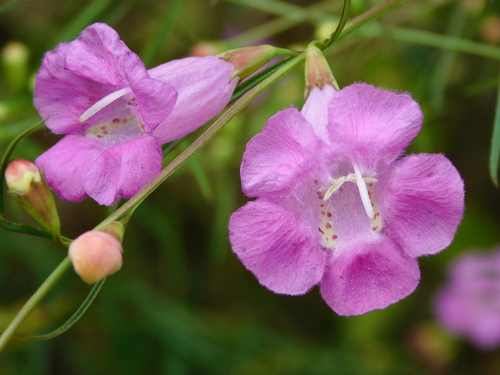 Beach false foxglove (Agalinis fasciculata)