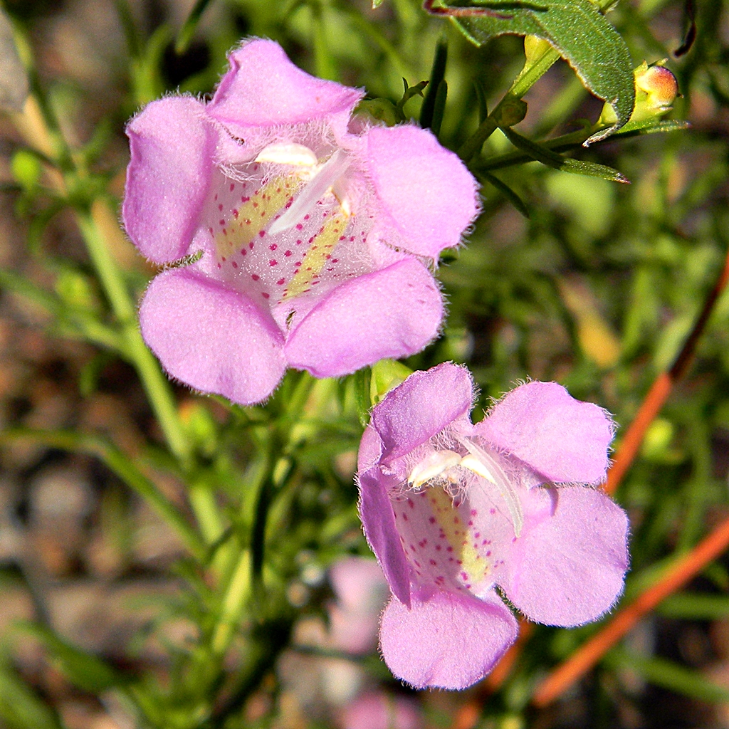 Beach false foxglove: Agalinis (false foxglove) blooming along a dirt road in a piney section of Juno Dunes Natural Area, PB County, Florida. Insects love these, especially tiny bees
