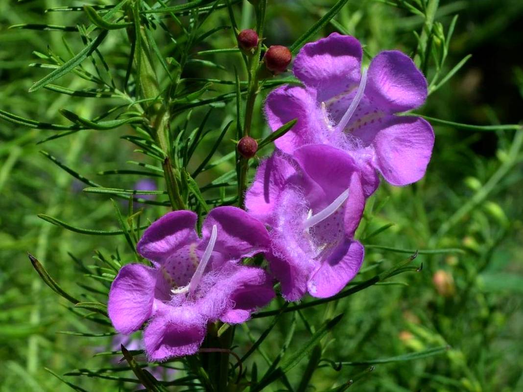 Beach false foxglove: Agalinis fasciculata, Alabama