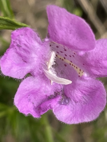 Beach false foxglove (Agalinis fasciculata)